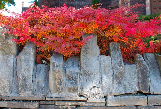 stone wall with red leaved bush hanging over the top