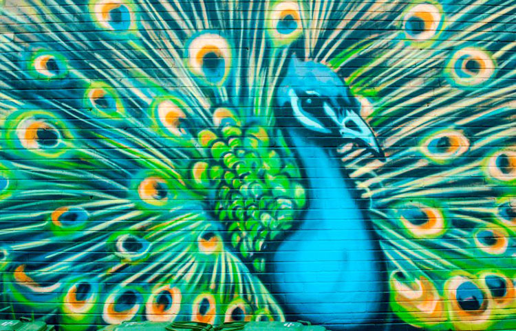 graffiti peacock in blues, greens and yellows