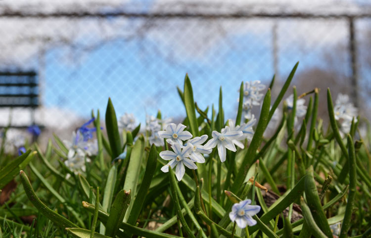 spring flowers in the grass