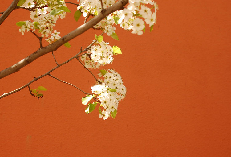 white flowers on a flowering shrub against a bright orange wall